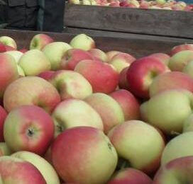 Fruitprijzen blijven op recordniveau