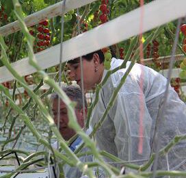 Dijksma: GMO belemmert samenwerking telers