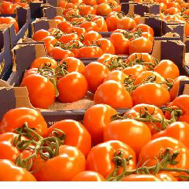 Tomatenprijs 15 procent hoger dan 2012