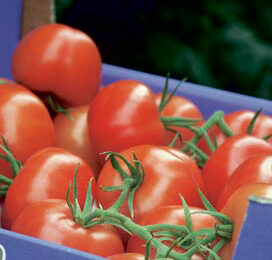 Aanval op tomaten