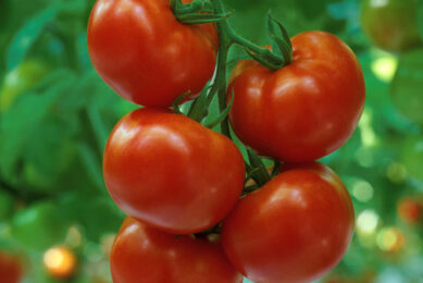 ‘Totale productie belichte tomaten was boven verwachting’
