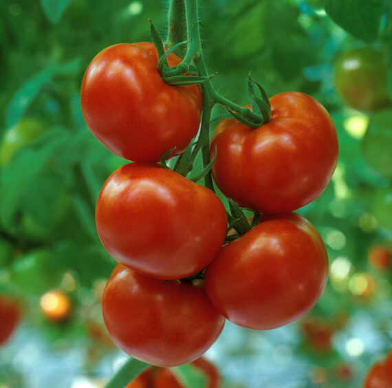 ‘Totale productie belichte tomaten was boven verwachting’
