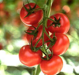‘We hebben drie weken van bijna 3 kilo tomaten gehaald’