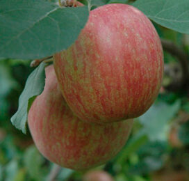 Klimaatverandering beïnvloedt smaak appels