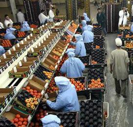 ‘Marokkaanse tomatenexport meer dan verdubbeld’