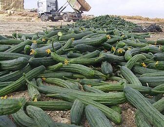 ‘Almería vernietigt miljoenen kilo’s groente’