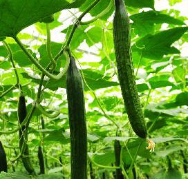 ‘Hittegolf werkt nog door in juni-planting komkommer’
