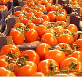 Handreiking EU in tomatenconflict Marokko