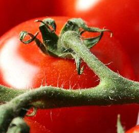 Nieuw onderzoek herkomst tomaten faalt