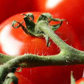 CBS: meer tomaten op krimpend glasareaal