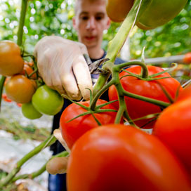 Vlaanderen: behoorlijke interventie tomaat neemt af