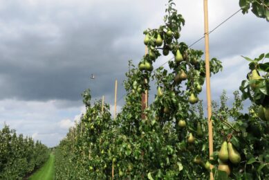 6.000 euro steun per hectare niet-geoogste peren