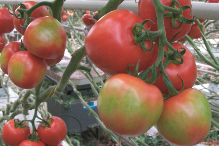 V10 ook niet vrijgesteld voor onbelichte tomaten
