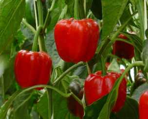 Lidl boycot Spaanse paprika vanwege residu