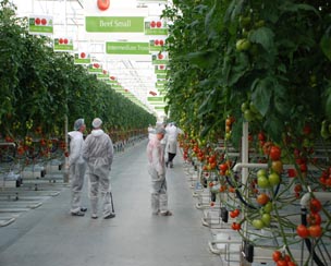 Rijk Zwaan opent demokas tomatenrassen