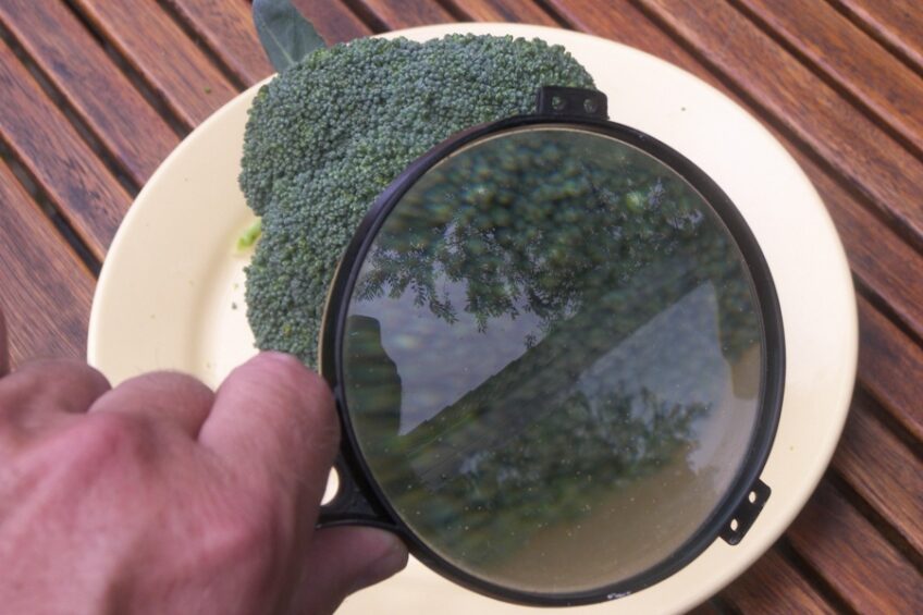 Goede broccoli (wk 38)