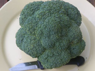 Kwaliteit broccoli na bewaring wisselend (wk 42)