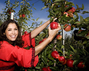 Aandeel nieuwe appelrassen nu 13 procent