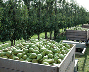 België: 30 procent minder appelen