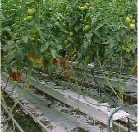 The Greenery boekt fors af op Brits tomatenbedrijf