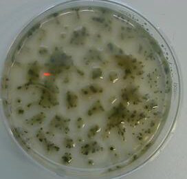 Onderzoek ‘aardappelclavibacter’ in tomaten