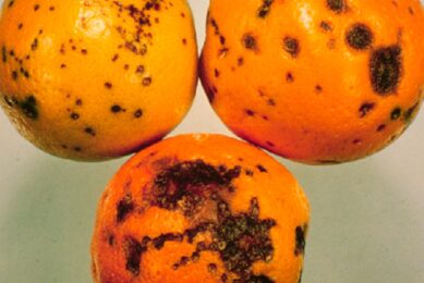 Fruithandel vreest ingreep citrusimport door ziekte