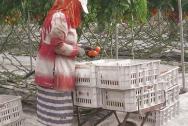 ‘Uitbuiting’ in Marokkaanse tomatensector
