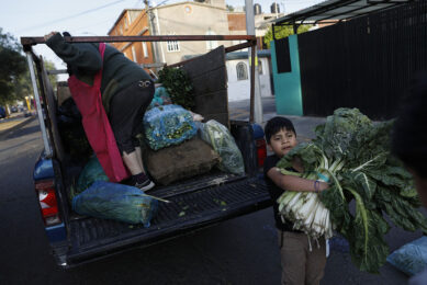 In de teelt maar ook verderop in de keten werken in Mexico veel soms jonge kinderen. - Foto: ANP