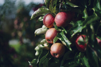 Greenyard bouwt contacten met Britse fruittelers af. - Foto: ANP/ Hollandse Hoogte/ Richard Brocken