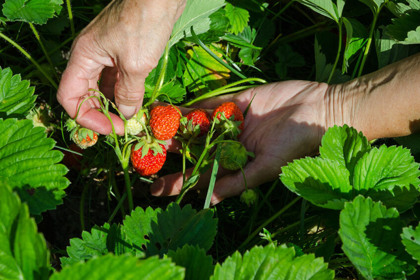 Kleine biologische fruitbedrijven zijn gevoeliger voor drift van middelen. - Foto: ANP
