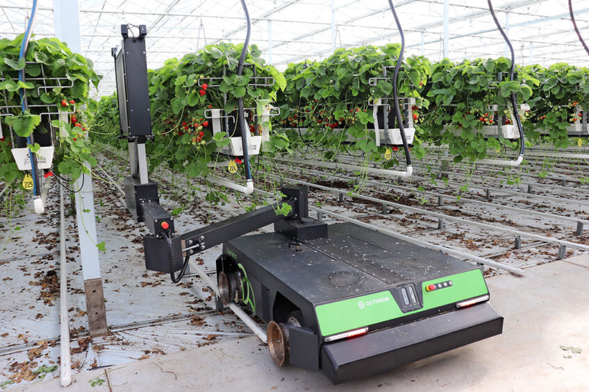 De UV-C robot van Octiva bestrijdt volledig autonoom valse meeldauw in aardbeien onder glas. - Foto: Joost Stallen