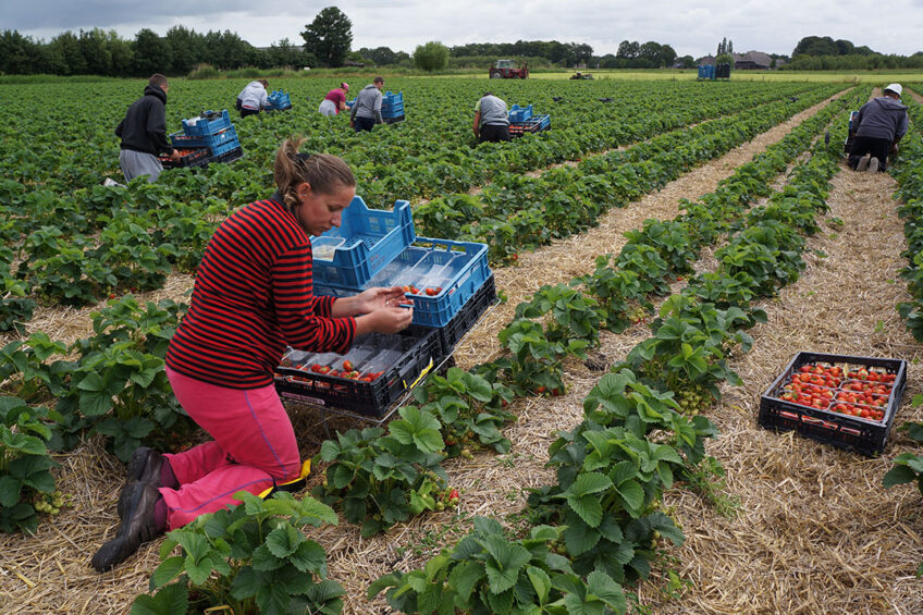Archiefbeeld aardbeienteelt. In de Vlaamse fruitsector valt een daling van het areaal aardbeien op. Foto: Misset