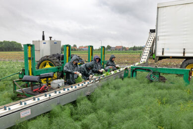 Gemiddeld oogst Louwerse momenteel acht uur per dag, met een ploeg van vijf man - Foto: Peter Roek