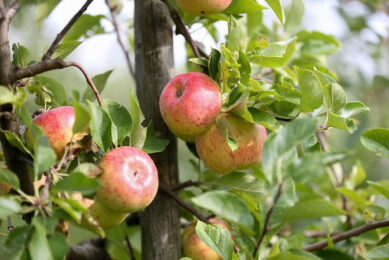 Platform BioMasters helpt FruitMasters aan meer biologisch fruit. Foto: - ANP/Harold Versteeg.