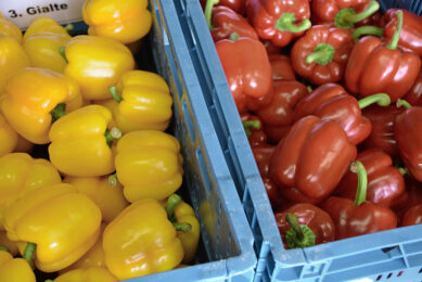 FresQ was een grote speler in levering van paprika en tomaat. - Foto: Peter Visser.