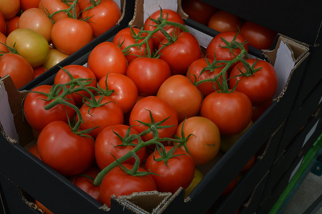 Markt: Tomaten blijven aan de prijs - Groenten &