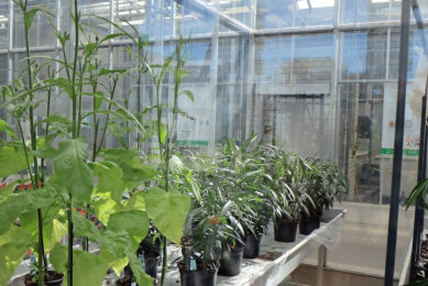 Beeld uit het topsectorenonderzoek  Onderzoek aan Xylella fastidiosa . - Foto: Wageningen Plant Research