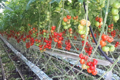 Archieffoto van tomatenteelt bij Oirschot Organics. Foto: Oirschot Organics