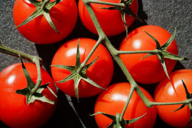 Onderzoekers willen onder meer weten of tomaten van de volle grond gevarieerdere micro-organismen bevatten dan tomaten geteeld op substraat. - Foto: Canva