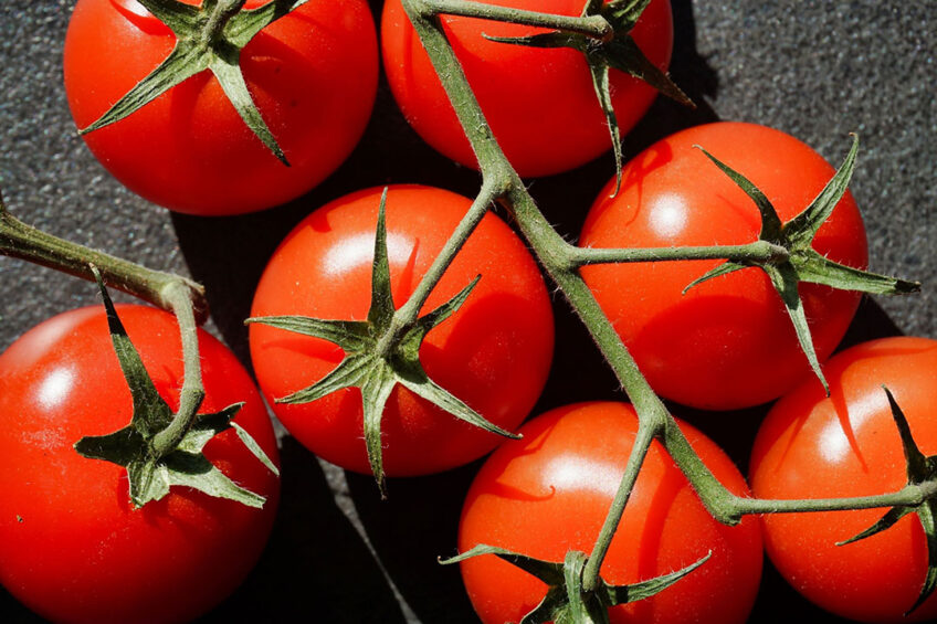 Onderzoekers willen onder meer weten of tomaten van de volle grond gevarieerdere micro-organismen bevatten dan tomaten geteeld op substraat. - Foto: Canva