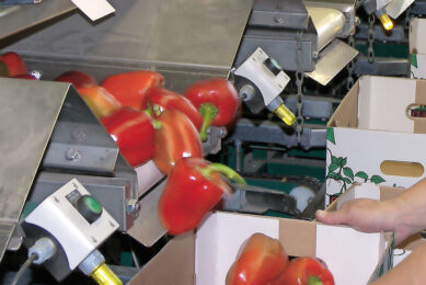 Archiefbeeld van paprika sorteren. Britse telers zouden productie wel eens kunnen halveren door de hoge gasprijzen. - Foto: Groenten&Fruit