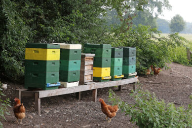 Bijenkasten. CLM was ook eerder betrokken bij Bee Deals van Jumbo, een project met bovenwettelijke eisen van Jumbo. Foto: Hans Prinsen.