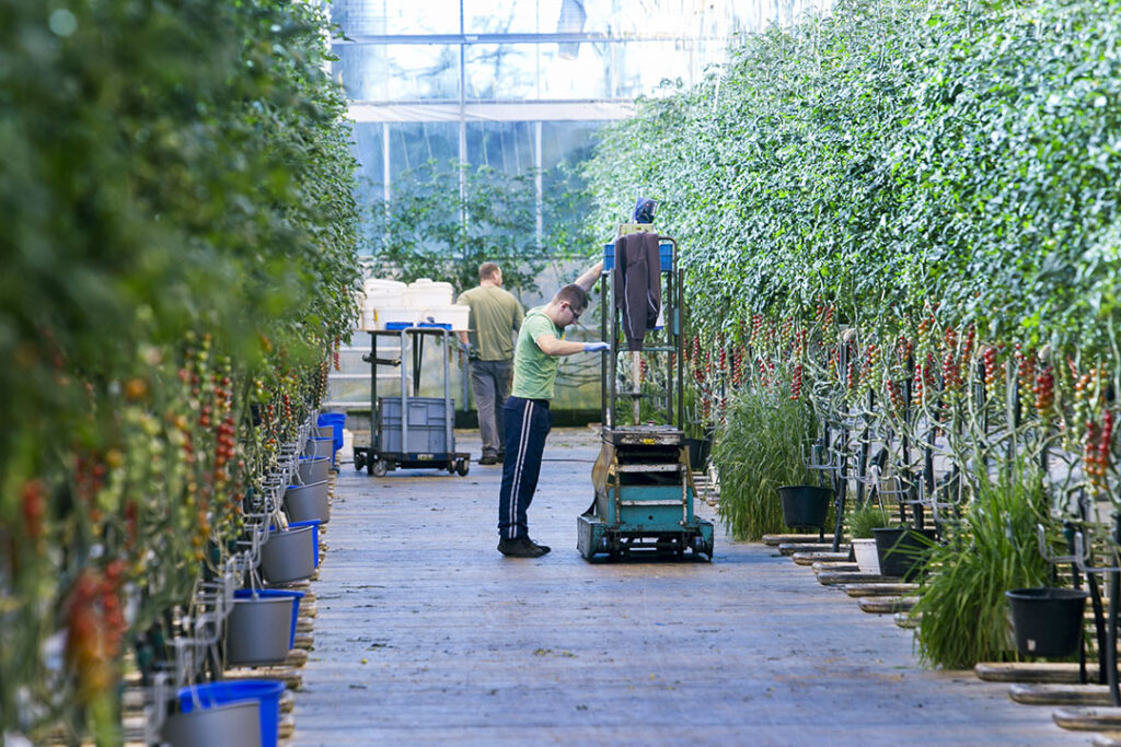 Agro Care is een goed voorbeeld: vooral tomatenbedrijven denken over en bouwen aan fusies. - Foto: Joep van der Pal