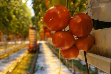 De tomatenmarkt staat onder druk. - Foto: Gerard Boonekamp