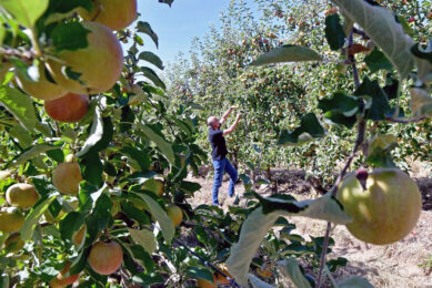 Een Franse fruitteler inspecteert zijn appels in het Noord-Franse Dampleux, waar het erg droog is. - Foto: ANP