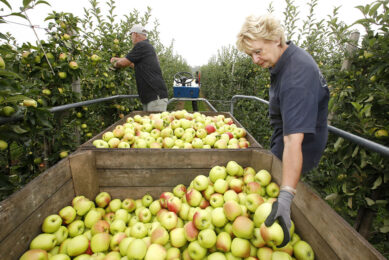Op fruitbedrijf De Woerdt werkt teler Wessel van Olst graag met lokaal personeel. - Foto: Vidiphoto