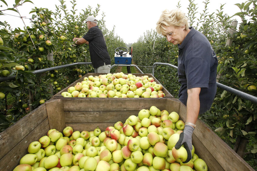 Op fruitbedrijf De Woerdt werkt teler Wessel van Olst graag met lokaal personeel. - Foto: Vidiphoto