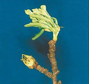 Voorjaar: zware aantasting perenknopkever, vrijwel geen bloesem in de peren. - Foto: Bayer Cropscience