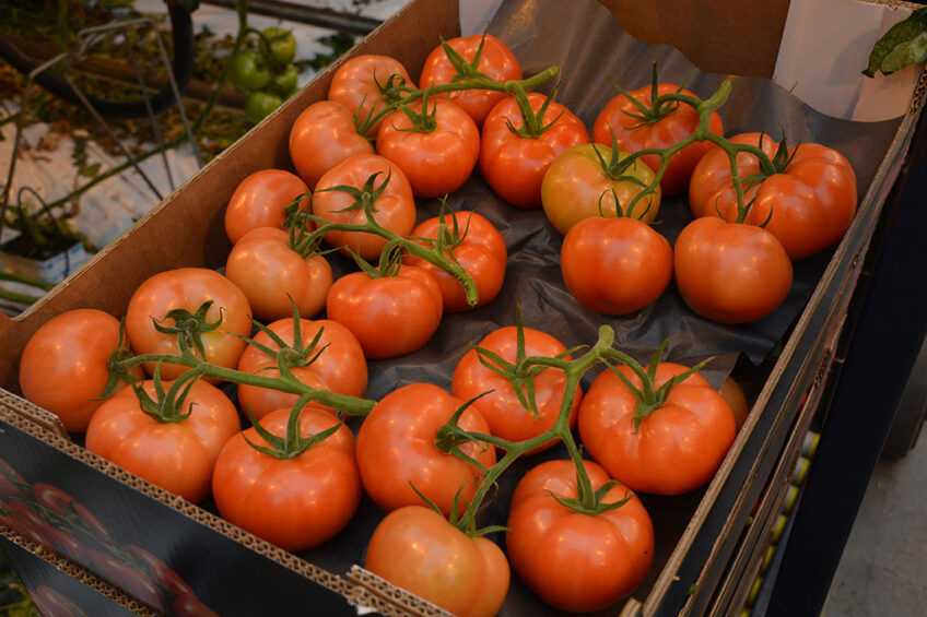 tomatenprijs