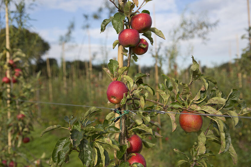 Biologisch dynamische teelt van appels. Foto: ANP